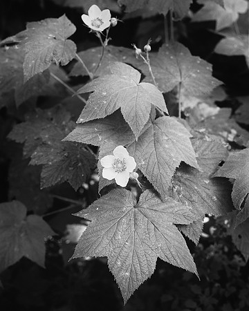 Thimbleberry Blossoms