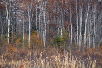Skeletal Remains