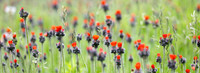 Indian Paintbrush