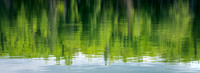 Summer Reflections