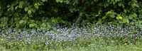 Forget-me-nots