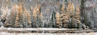 Snowy Tamaracks