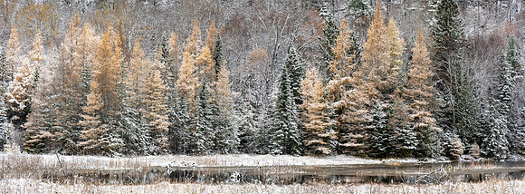 Snowy Tamaracks