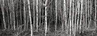 Aspen Stand
