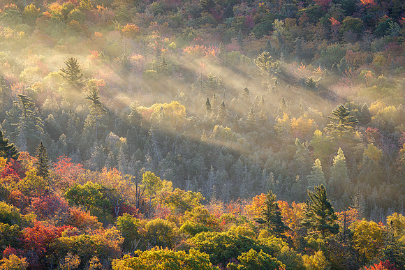 Bathed in Mist