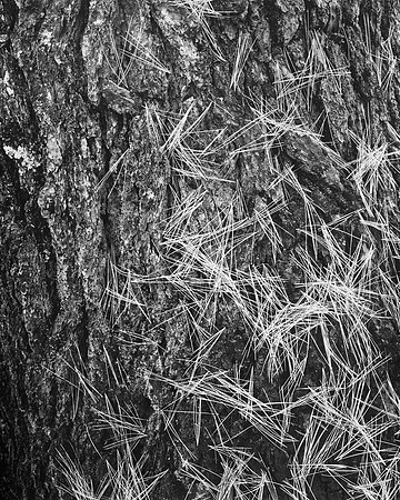 Pine Needles