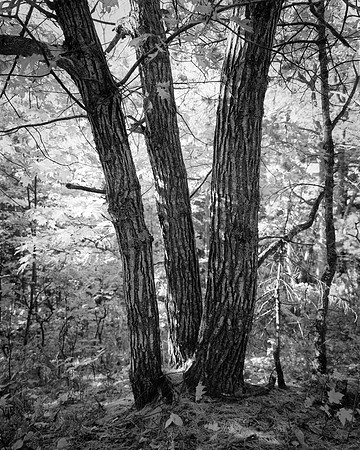 Three Oaks
