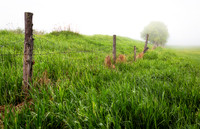 Old Fence Row