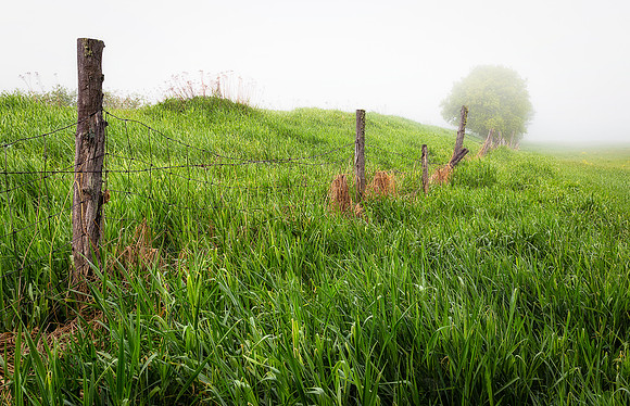 Old Fence Row