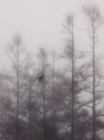 Quoth The Raven...