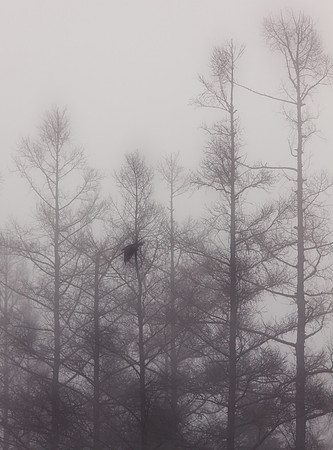 Quoth The Raven...