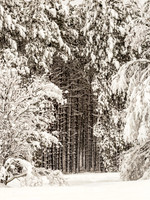 Spring Snow