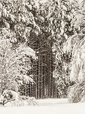 Spring Snow