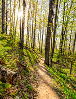 Spring Path
