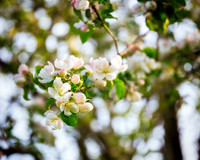 Apple Blossoms