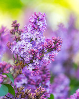 Lilacs