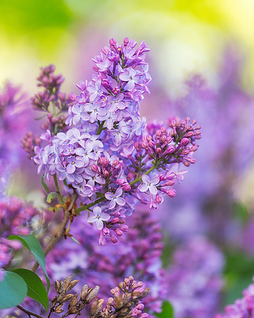 Lilacs