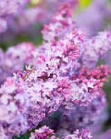 Shades of Purple