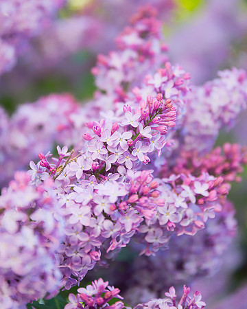Shades of Purple