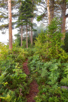 Trail