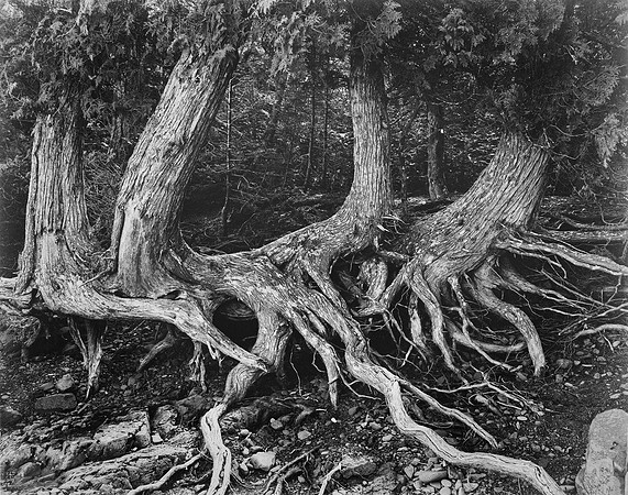 Entangled