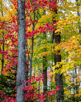Maple Array