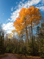 Last Act of Fall