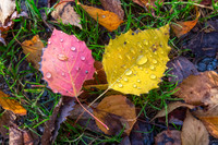 Autumn Leaf Litter