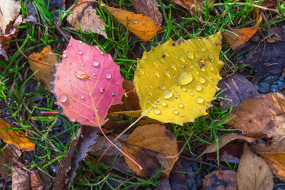 Autumn Leaf Litter