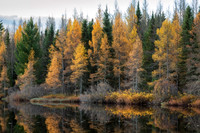 Tamarack Reflections