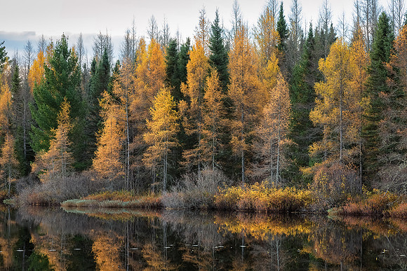Tamarack Reflections