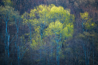 Arrival of Spring
