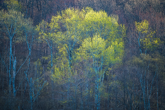 Arrival of Spring