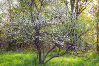 Apple Tree