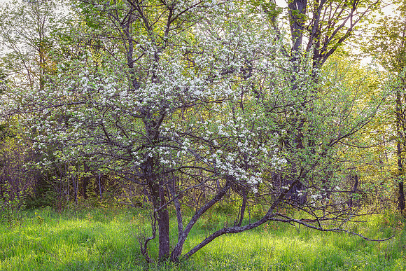 Apple Tree