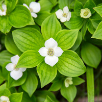 Bunchberry