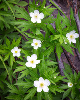 Wood Anemone