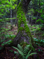 Moss on Birch