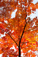 Looking Up