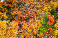 Oak Colors