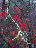 Lichen