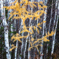 Tamarack Boughs