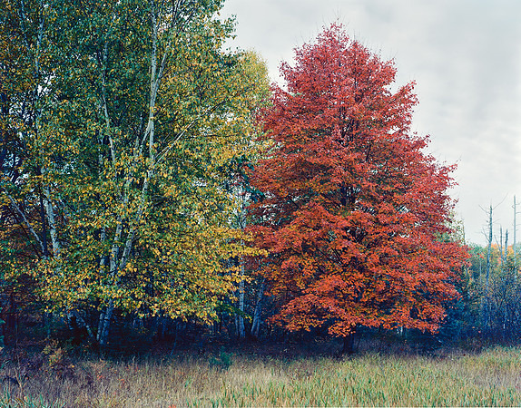 Birch and Maple
