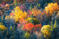 Morning Colors