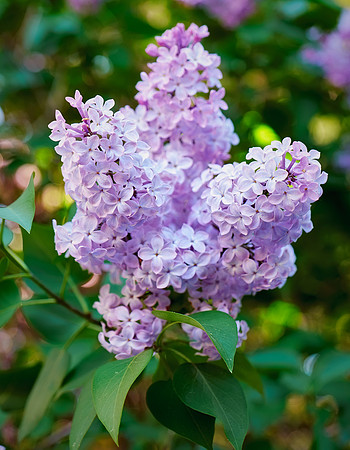 Lilac