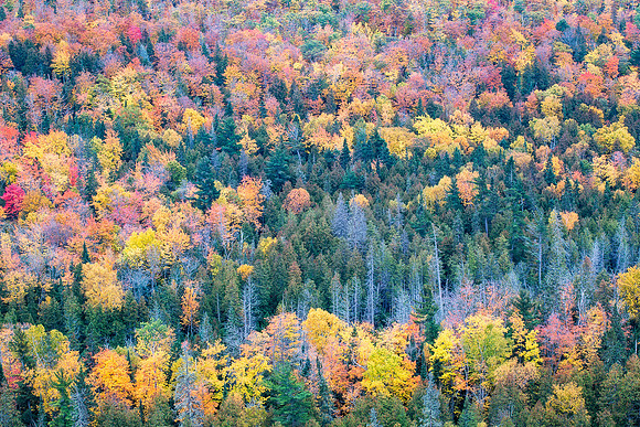 Fall Palette