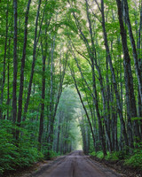 Covered Drive