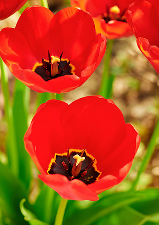Spring Tulips