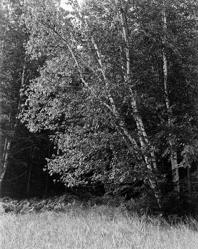 Field's Edge