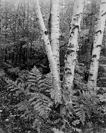 Birch & Ferns